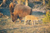 Yellowstone tours