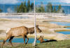 Yellowstone tours