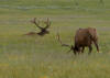 Yellowstone tour